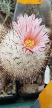 Preview: Gymnocactus mandragora ssp. pailanus
